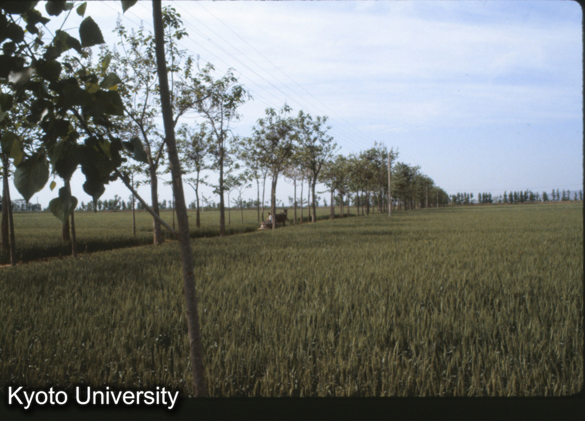 795_洛陽 東漢太学 右（西） (1)