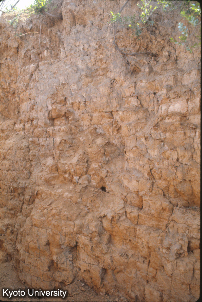 834_洛陽 （唐）応天門西闕 夯土 ア8－10cm (1)