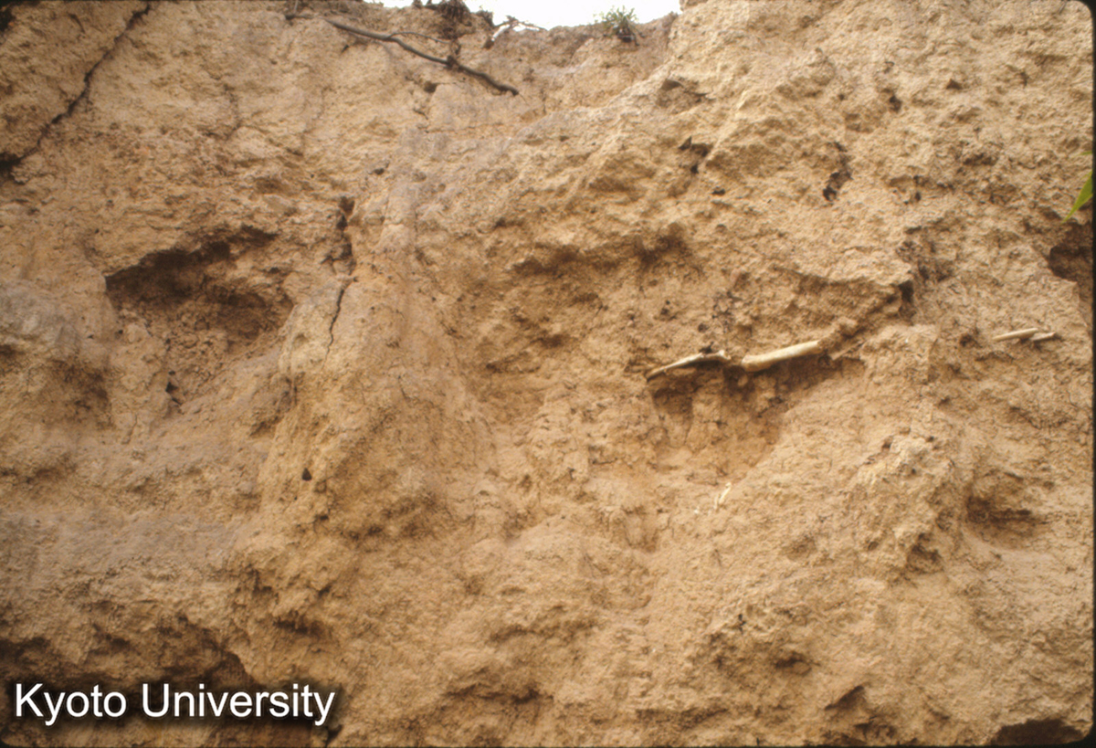 929_王湾 墓葬遺址 II期 (1)