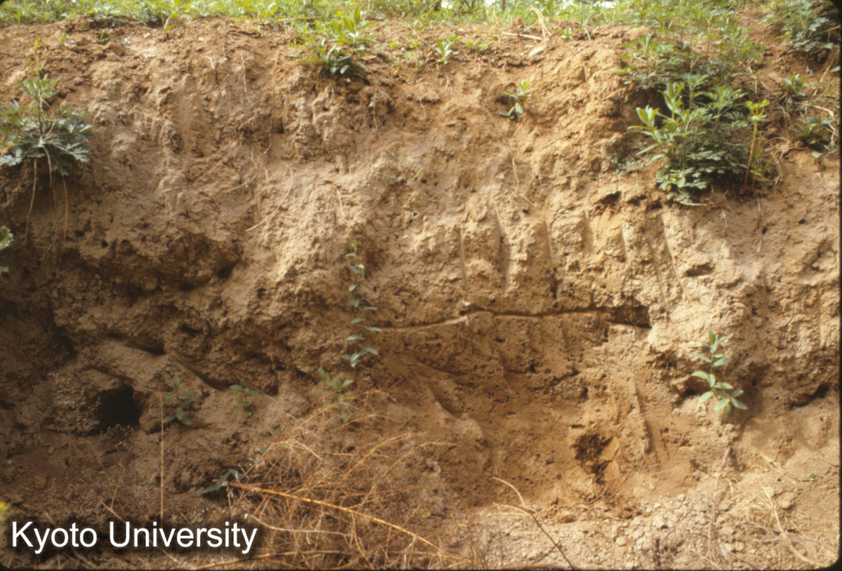 936_矬李遺址 洛陽南郊 （考古78－1） 龍山、仰韶、二里頭の3期 (1)