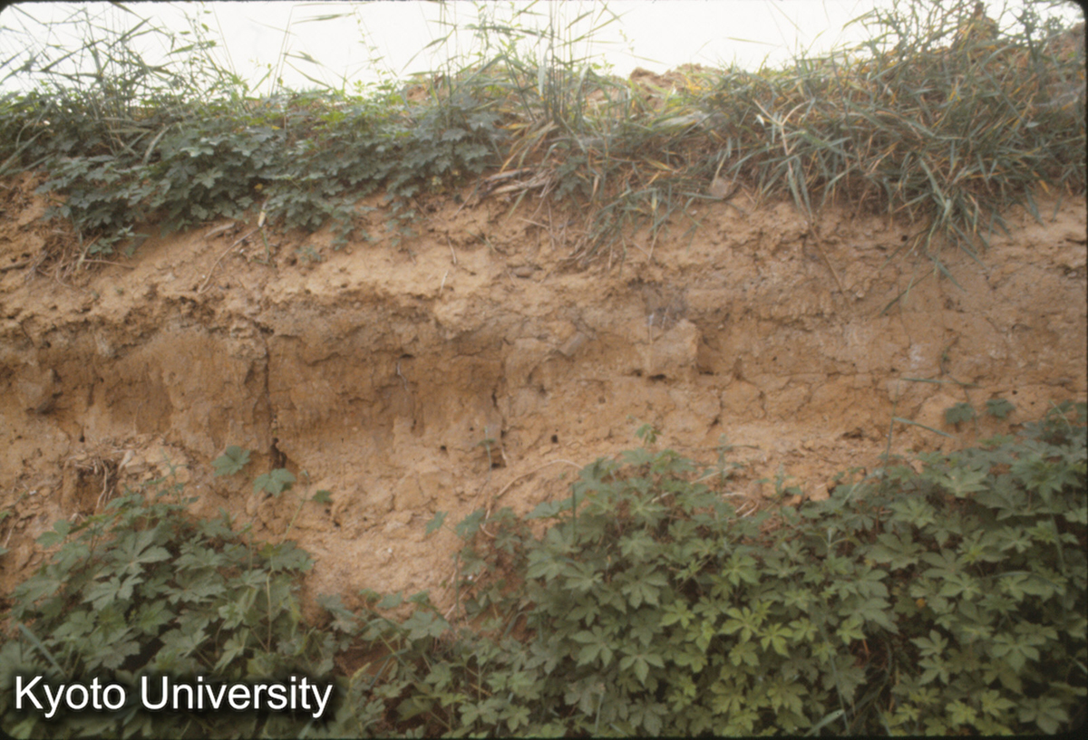 944_洛陽 隋唐城西南角付近 西城墻（北面）夯土 (1)