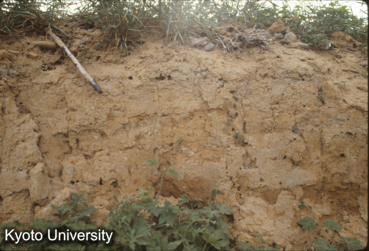 947_隋唐洛陽城西墻（北面） 夯土 (1)