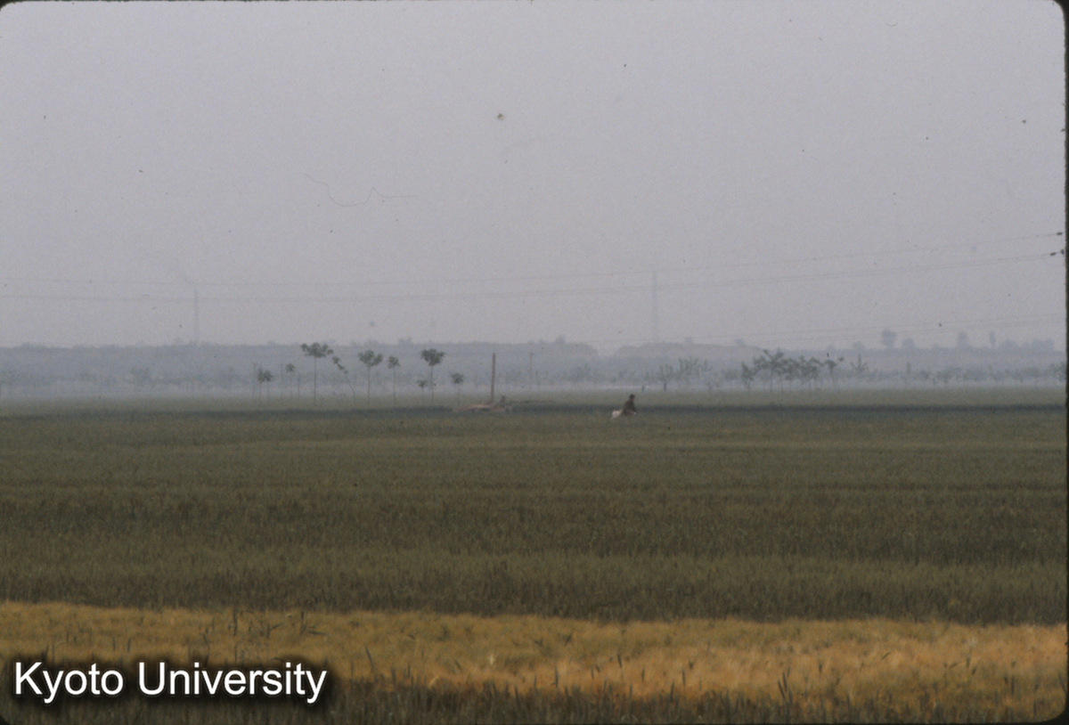 967_漢魏洛陽城北墻遠望（宮城東北隅よりみる） (1)