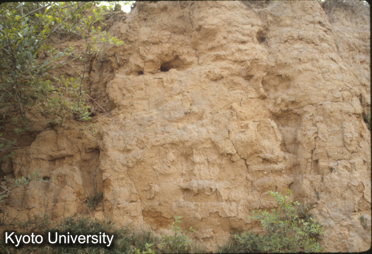 971_漢魏洛陽城 東墻 夯土ア8cm_87 (1)