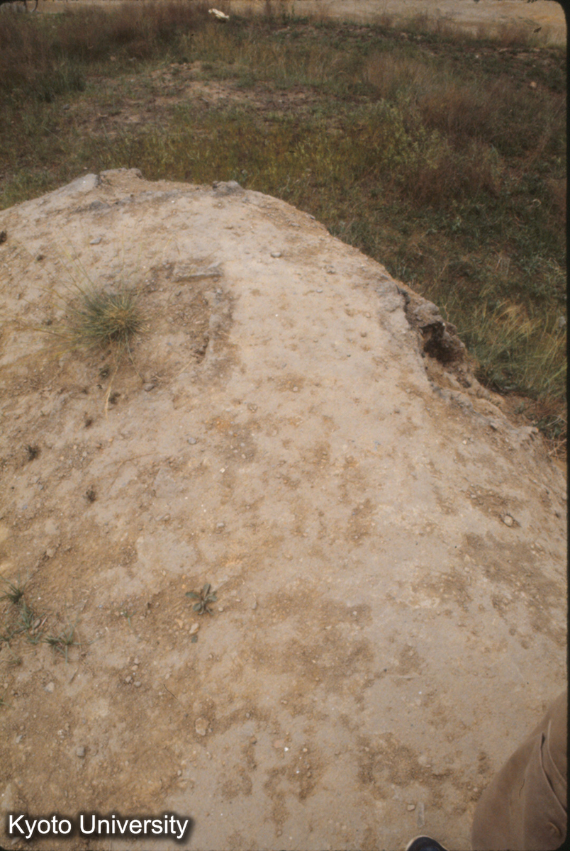 987_永寧寺塔 西北隅4本柱（角柱） (1)