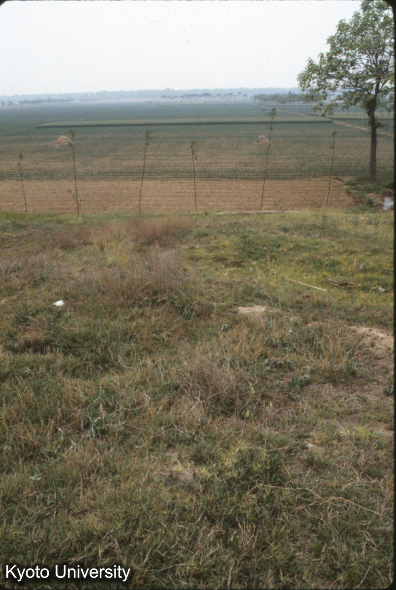 992_永寧寺塔基上より南望（南門に近い） 並木の所が南城墻の線 (1)