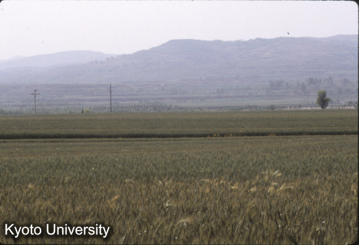 1149_登封王城崗 (1)