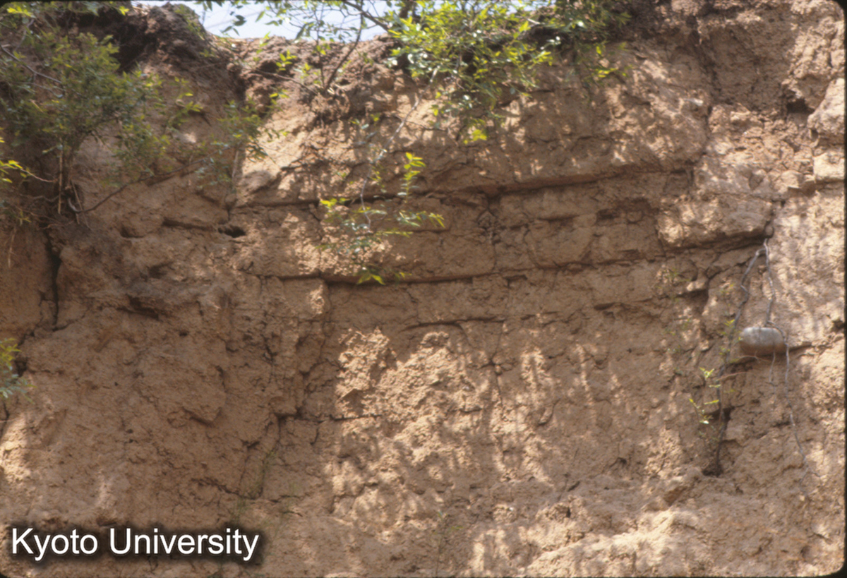 1153_陽城東城墻 夯土層上のみ (1)