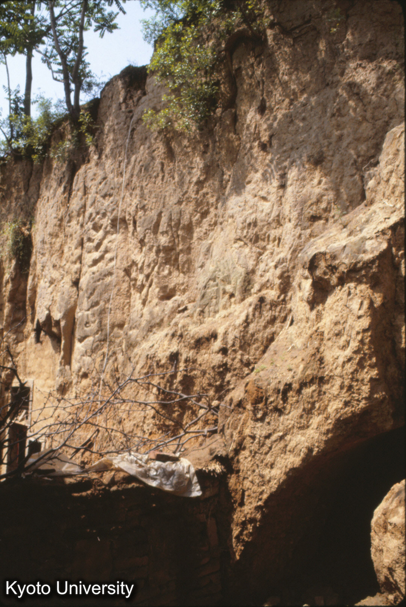 1155_登封 陽城 東土 東墻 (1)