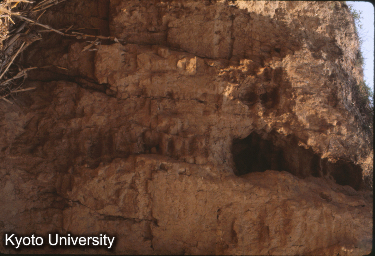 1222_古滎陽城北墻 夯土層 (1)