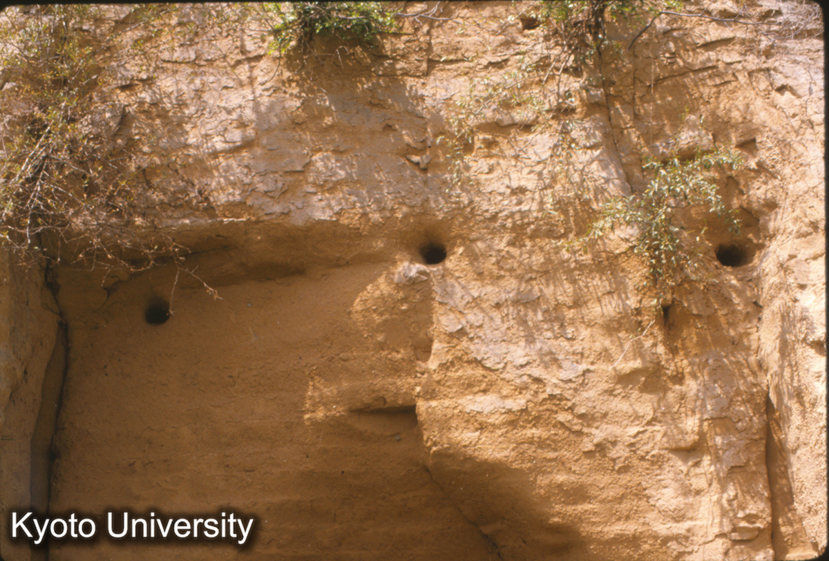 1381_漢長安城南墻 夯土層詳細 "絍木"孔φ8-9cm,ピッチ1.00m-1.03_87_◎ (1)