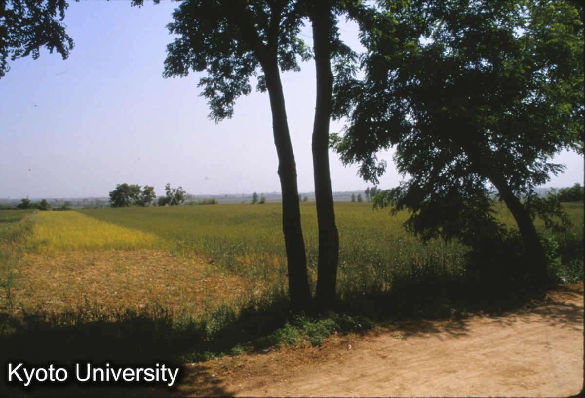 1399_未央宮南端 樹木（道路のさらに南） (1)