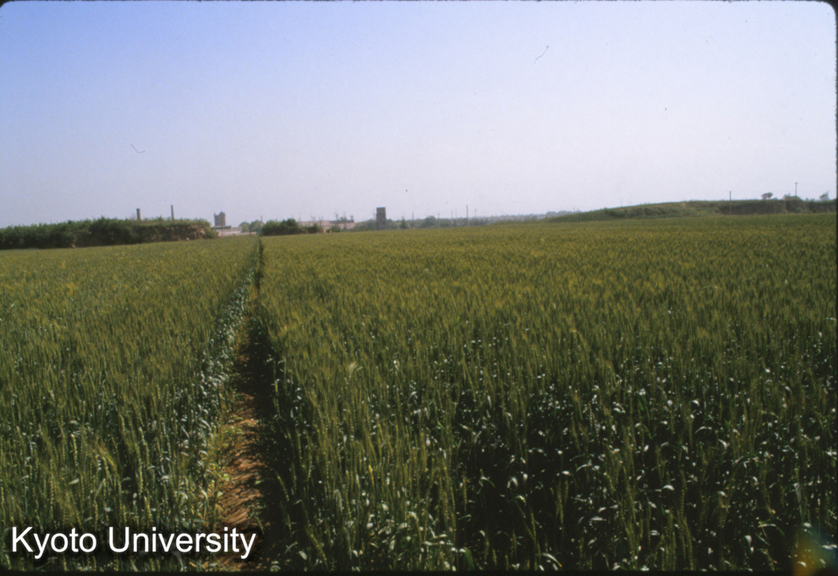 1405_漢 長安城南城墻 西安門（城墻欠口のところ） (1)