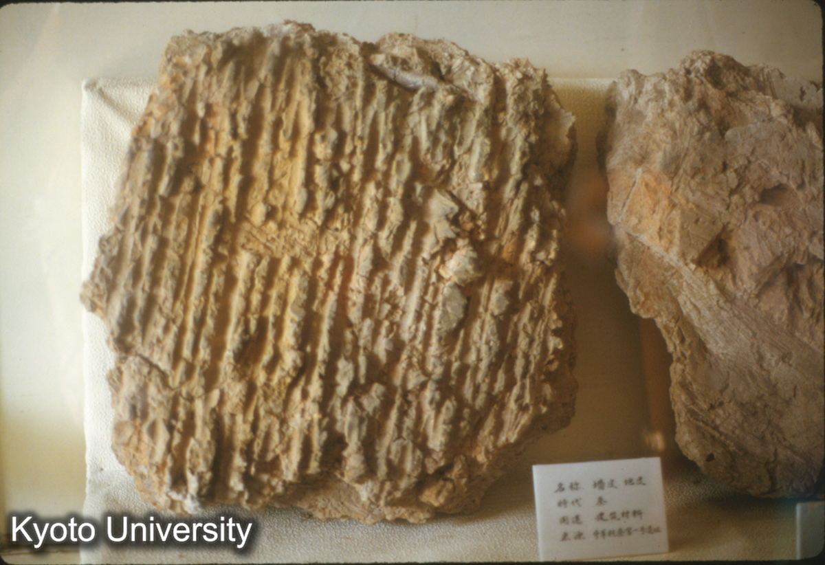 1462_墻皮、地皮､（秦） 牛羊村秦宮1号遺址 （条紋） 咸陽市博物館 (1)