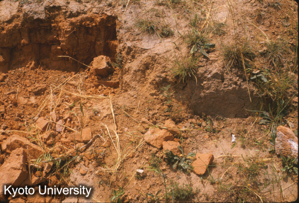 1496_秦咸陽1号宮殿址 墻皮（当初位置） (1)