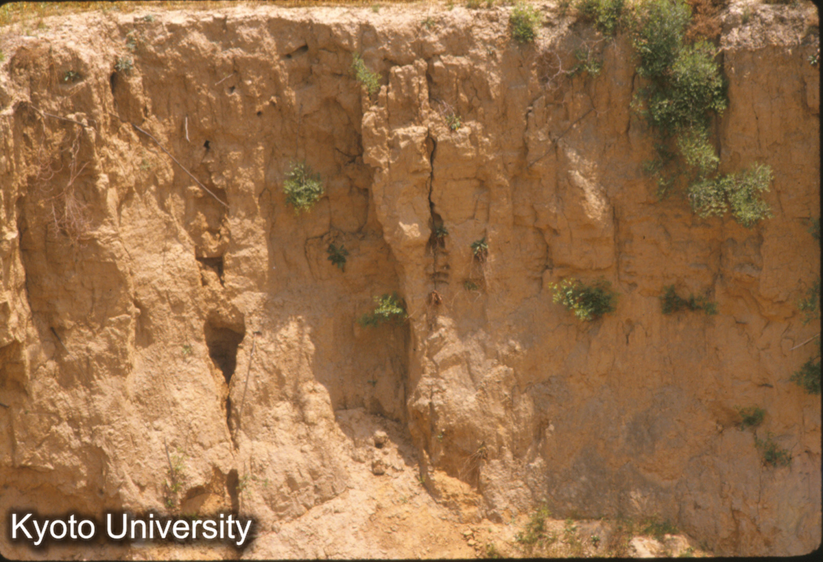 1502_牛羊溝西断面夯土層 （即1号宮殿遺址東半西側） (1)