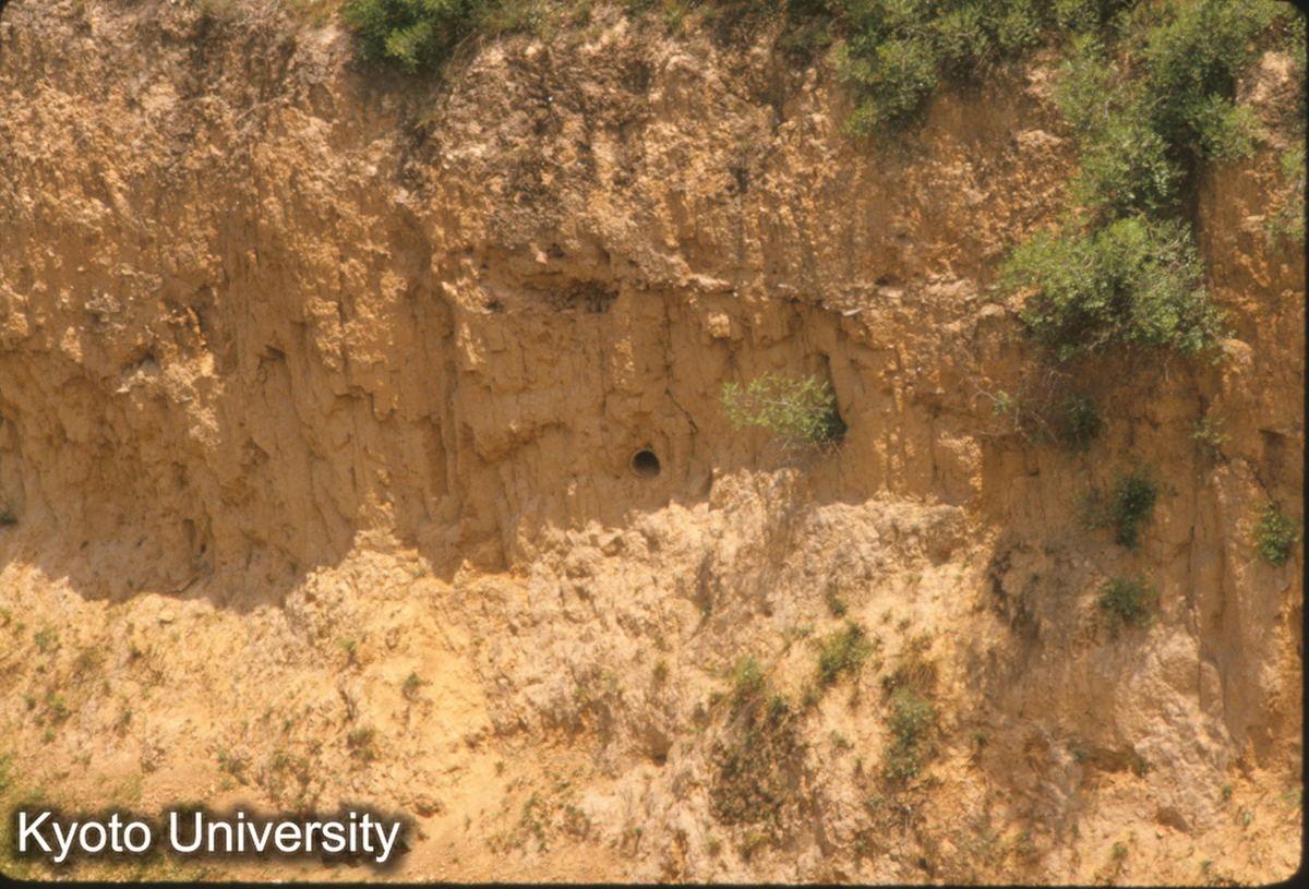 1503_牛羊溝西断面 排水陶管（咸陽1号宮殿遺址東半）_◎ (1)