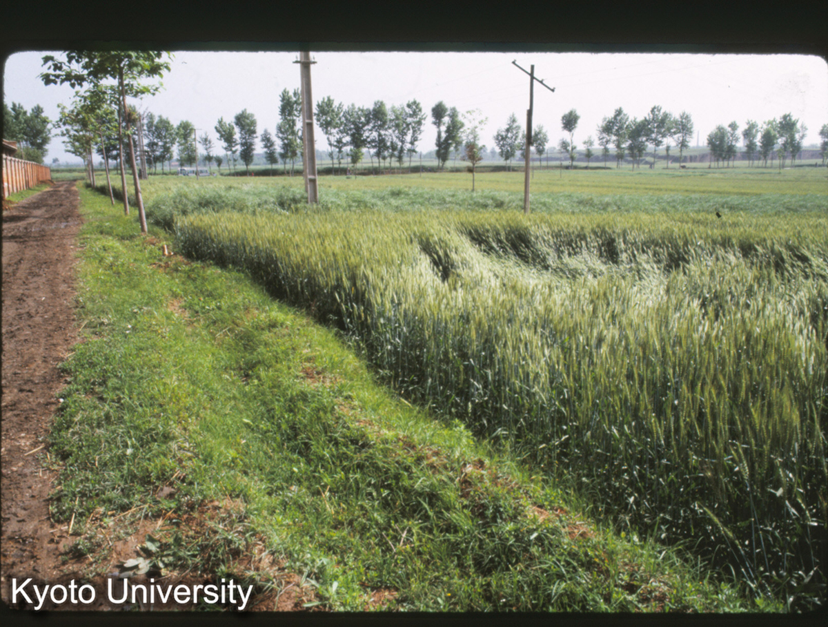 1580_鳳翔 秦 雍城 西城墻（道路上）北寄りから東北向け北墻方向を (1)