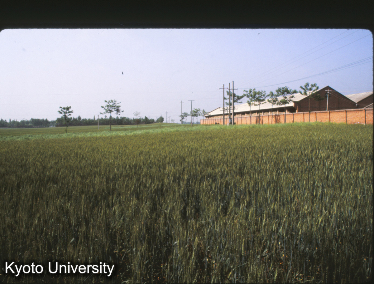 1583_鳳翔 秦 雍城 東西方向の路上から東南即ち城内中心の方をのぞむ (1)