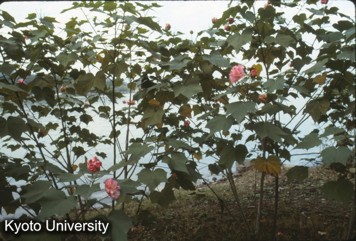 476_芙蓉（西湖） (1)