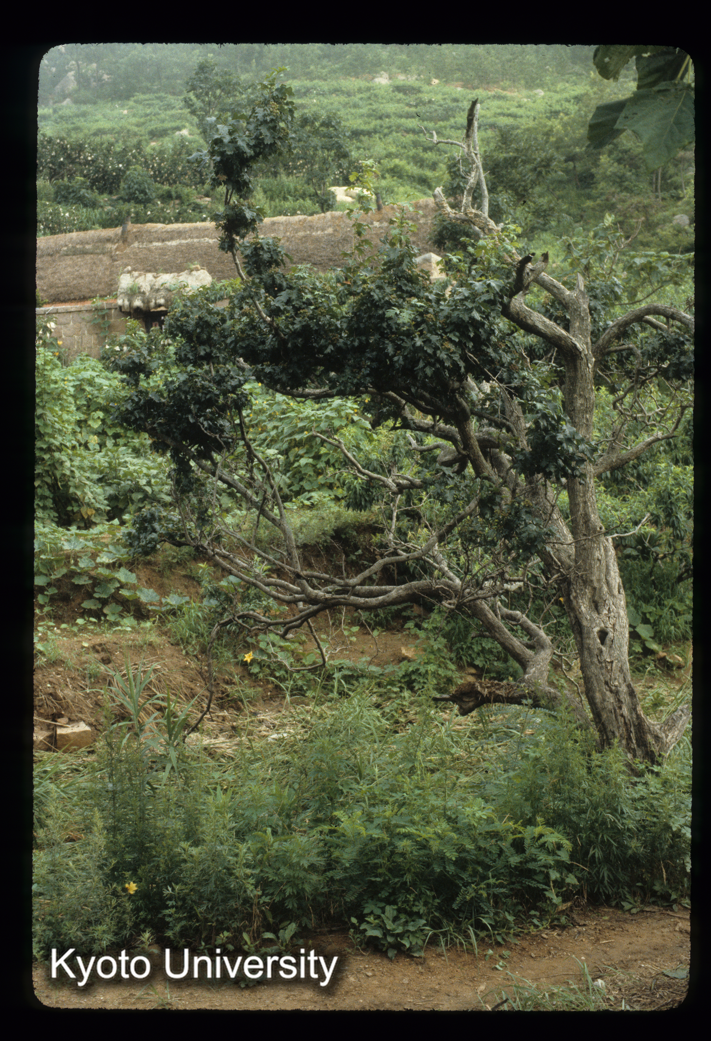 73_石島 海草葺き (1)
