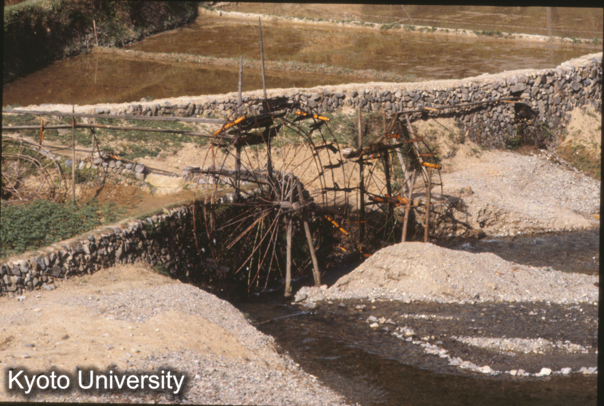 178_水車 郎徳 苗 (1)