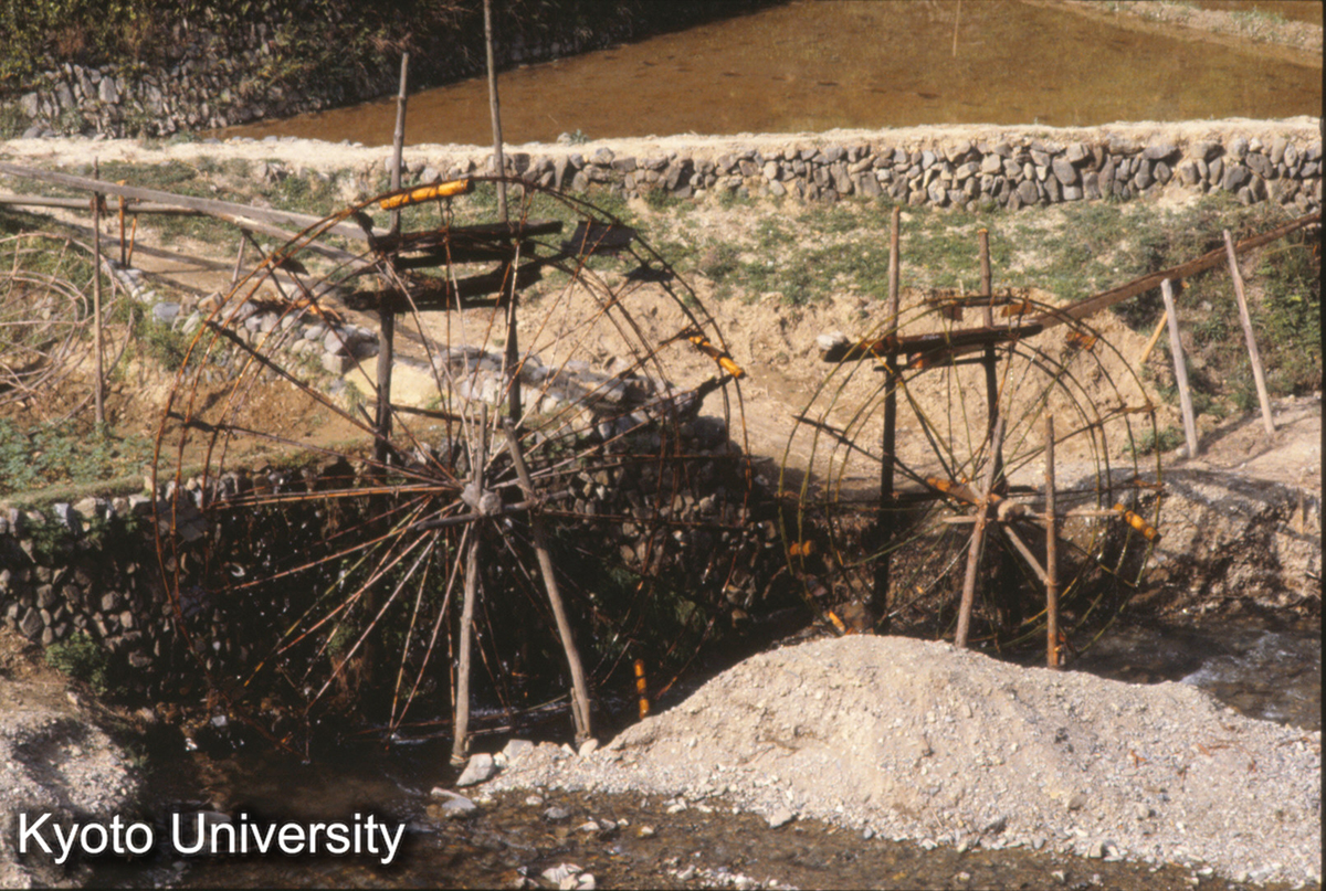 179_水車 郎徳 苗 (1)