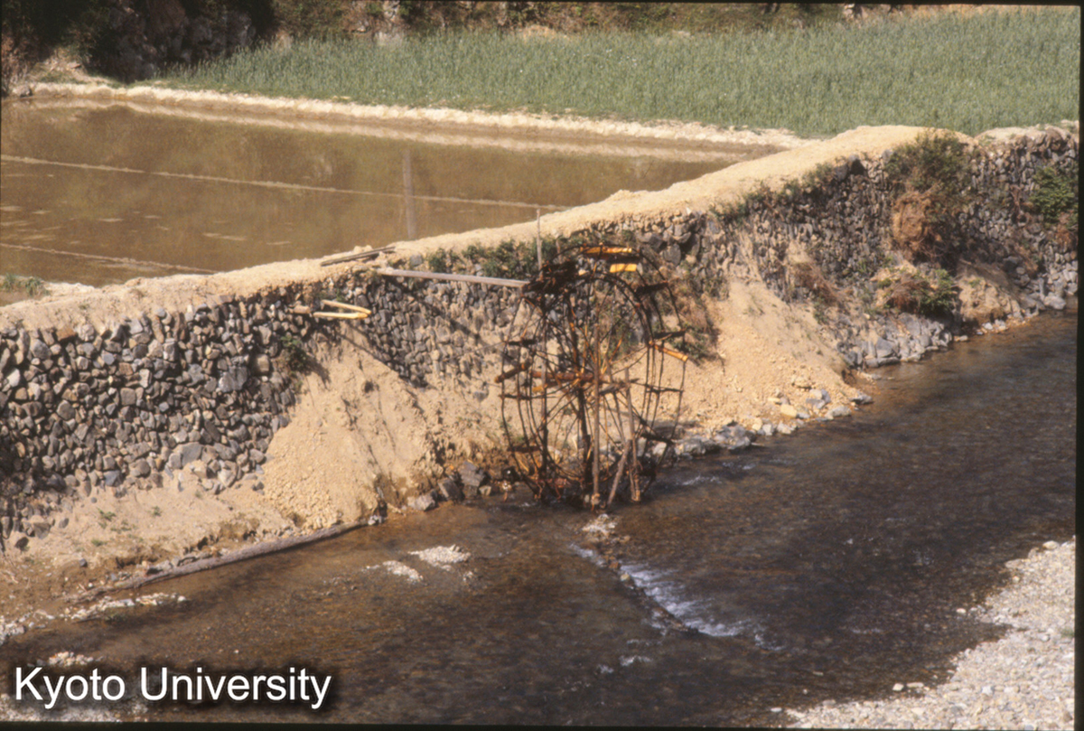 180_水車 郎徳 苗 (1)