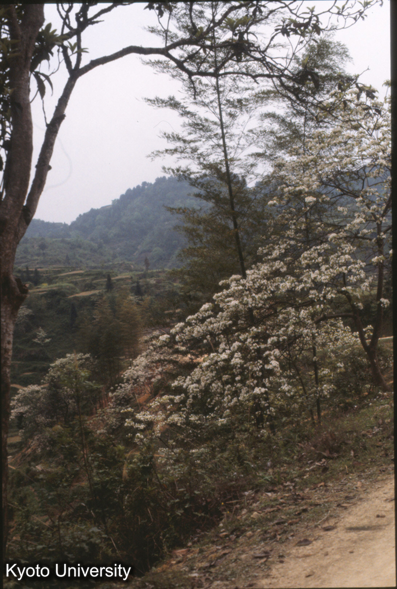 430_保里 梧桐 (1)