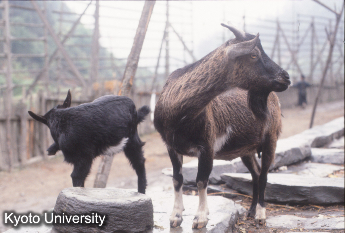 455_山羊 新民它苗 (1)