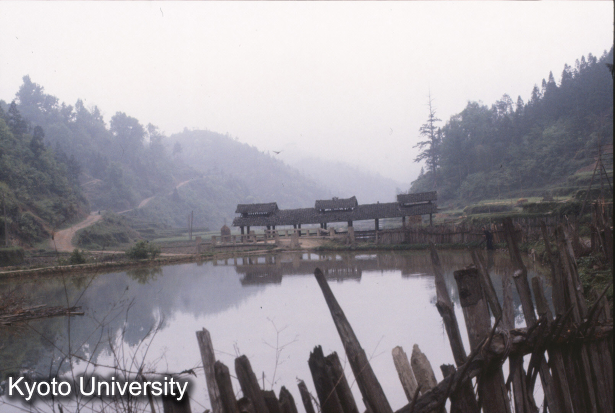 456_新民它苗 (1)