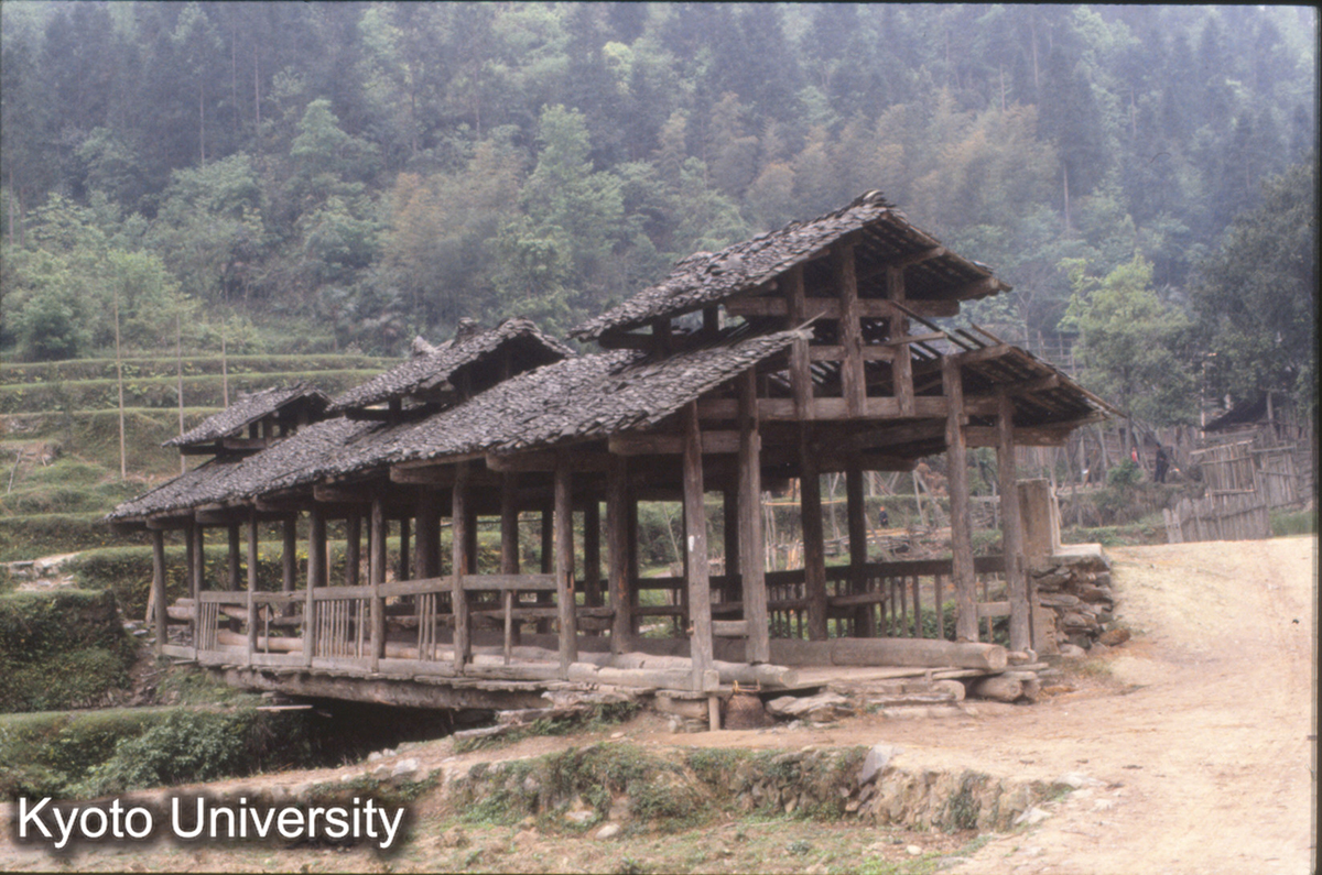 462_新民它苗 (1)