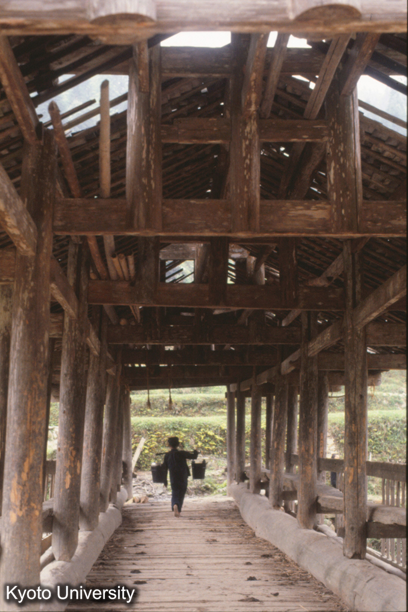 465_新民它苗 (1)