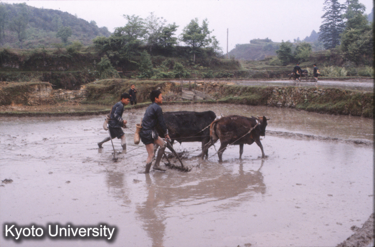 469_耙（双牛） 新民往侗郷 (1)