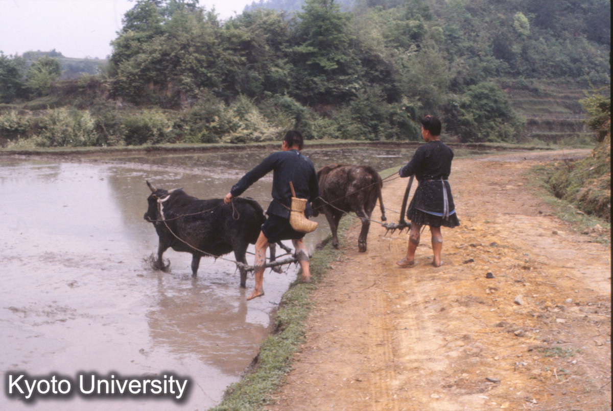 470_耙 新民往侗 (1)