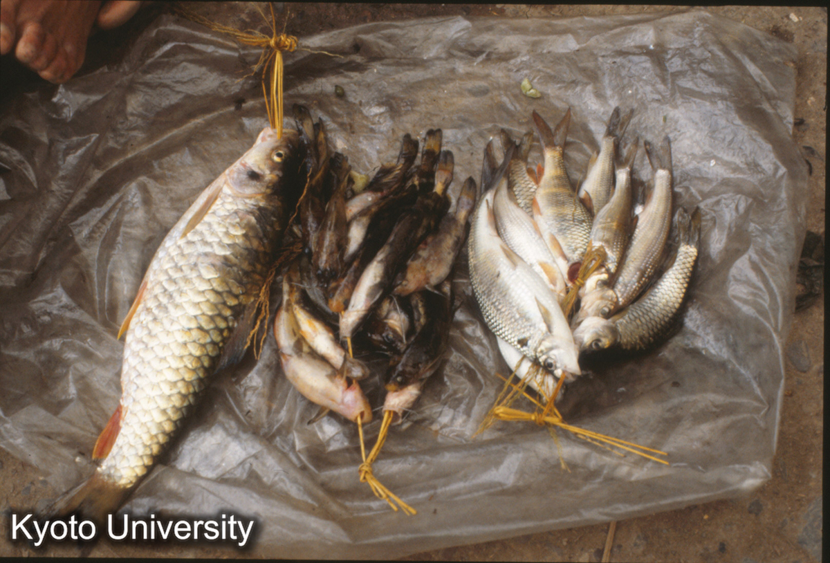 634_従江県下江区 (1)