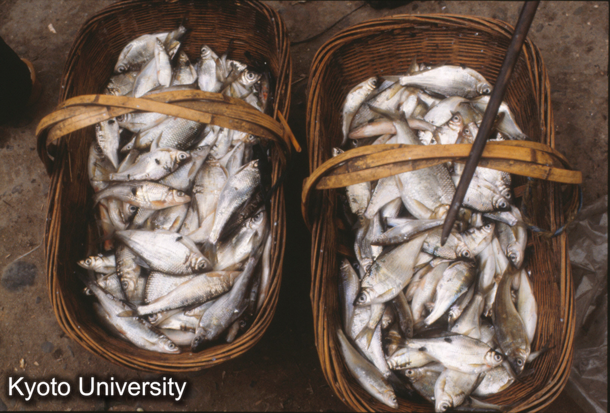 635_下江 フナ (1)