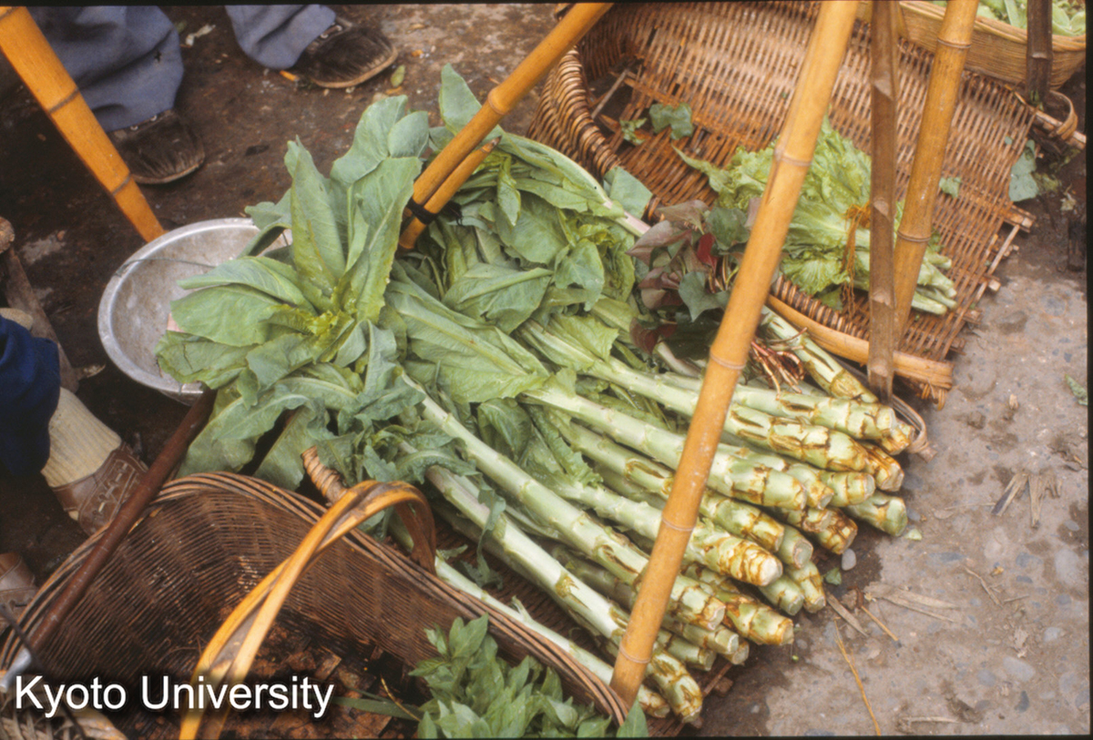 639_萵筝（たでちしゃ） (1)