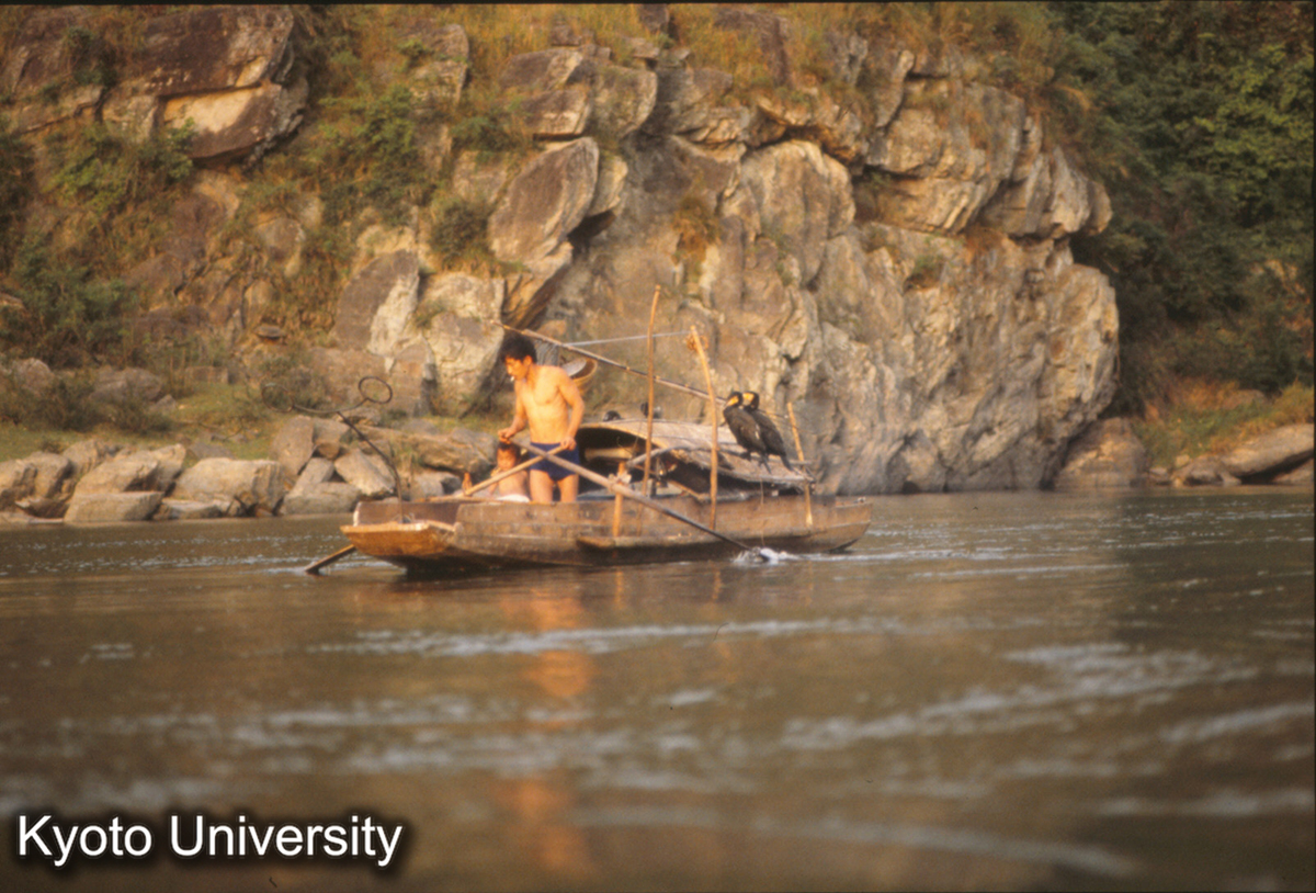 785_鵜飼 都柳江 (1)
