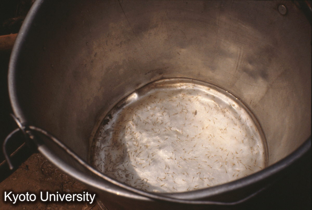 810_魚苗（鯉の稚魚） 茅貢 (1)