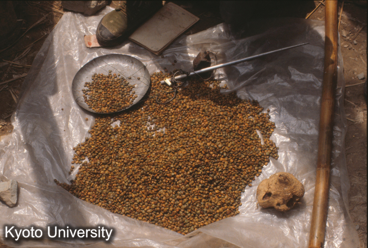 813_涼薯（土いも）の豆 茅貢 (1)