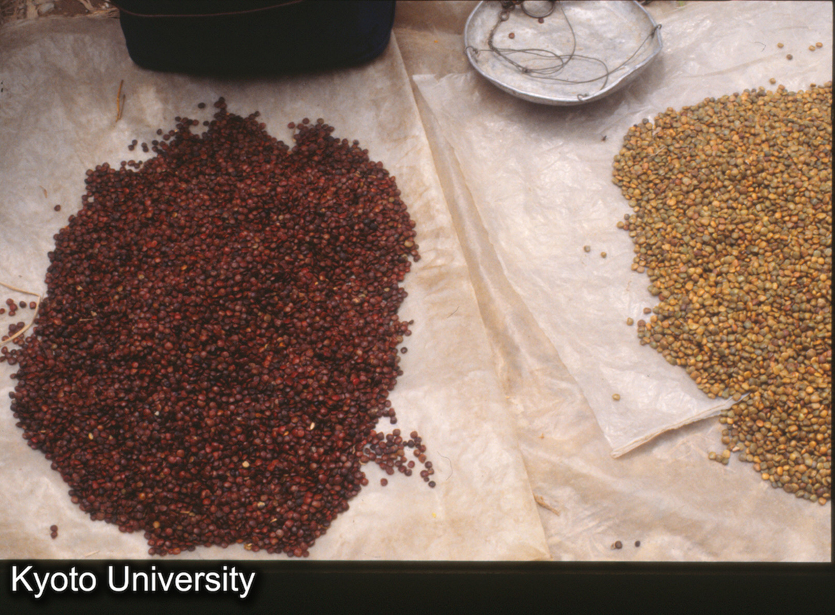 816_涼薯（土いも）の豆 赤,緑両種 茅貢 (1)