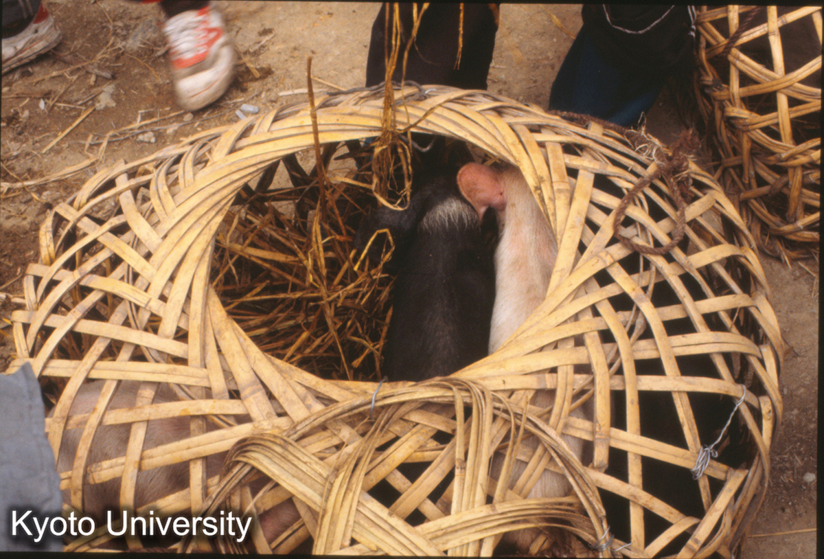 818_小猪 1匹2元多 茅貢 (1)