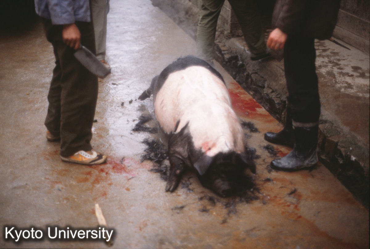 943_榕江→黎平の最初 殺猪 (1)