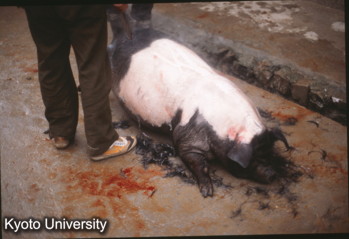 944_榕江→黎平 殺猪 (1)