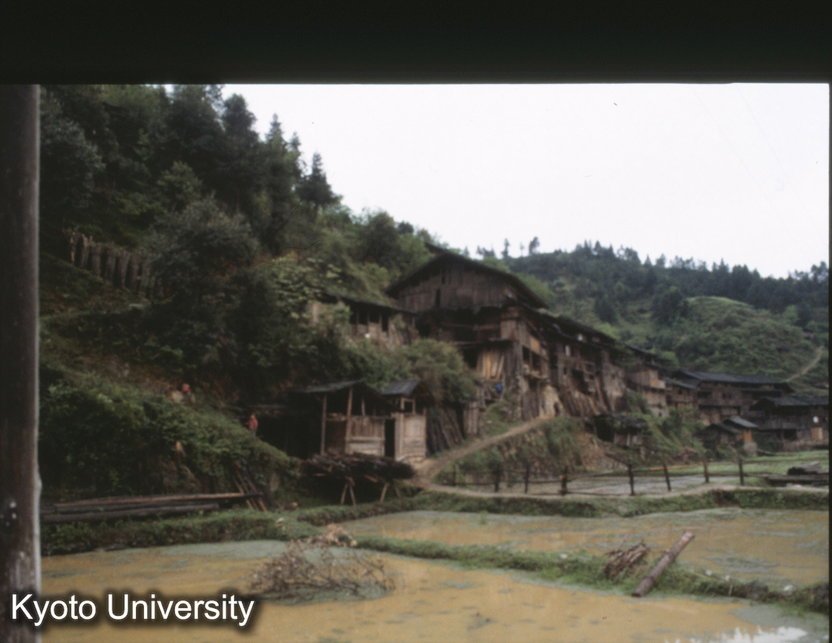 1052_錦屏県秀洞 苗 (1)