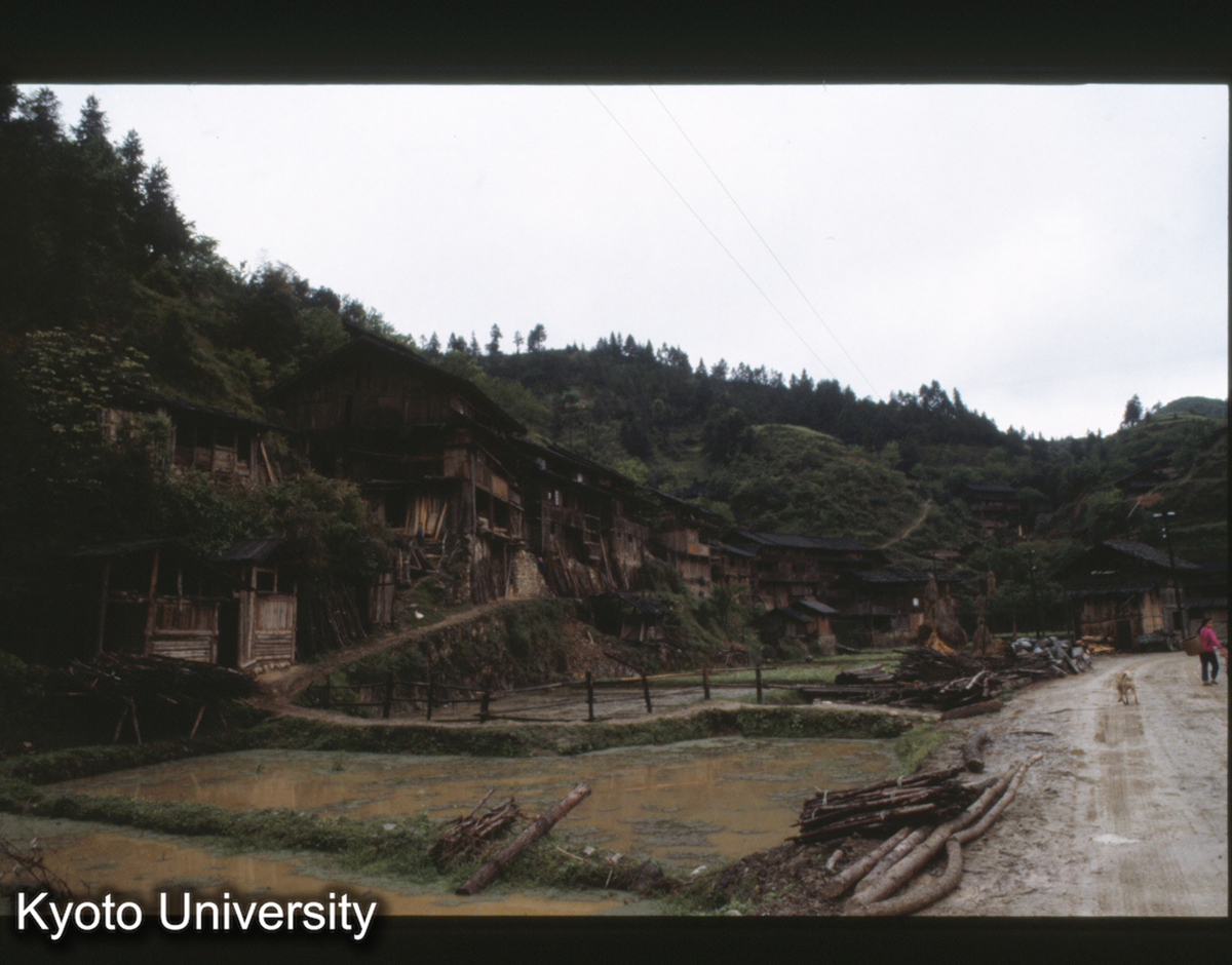 1053_錦屏県秀洞 苗 (1)