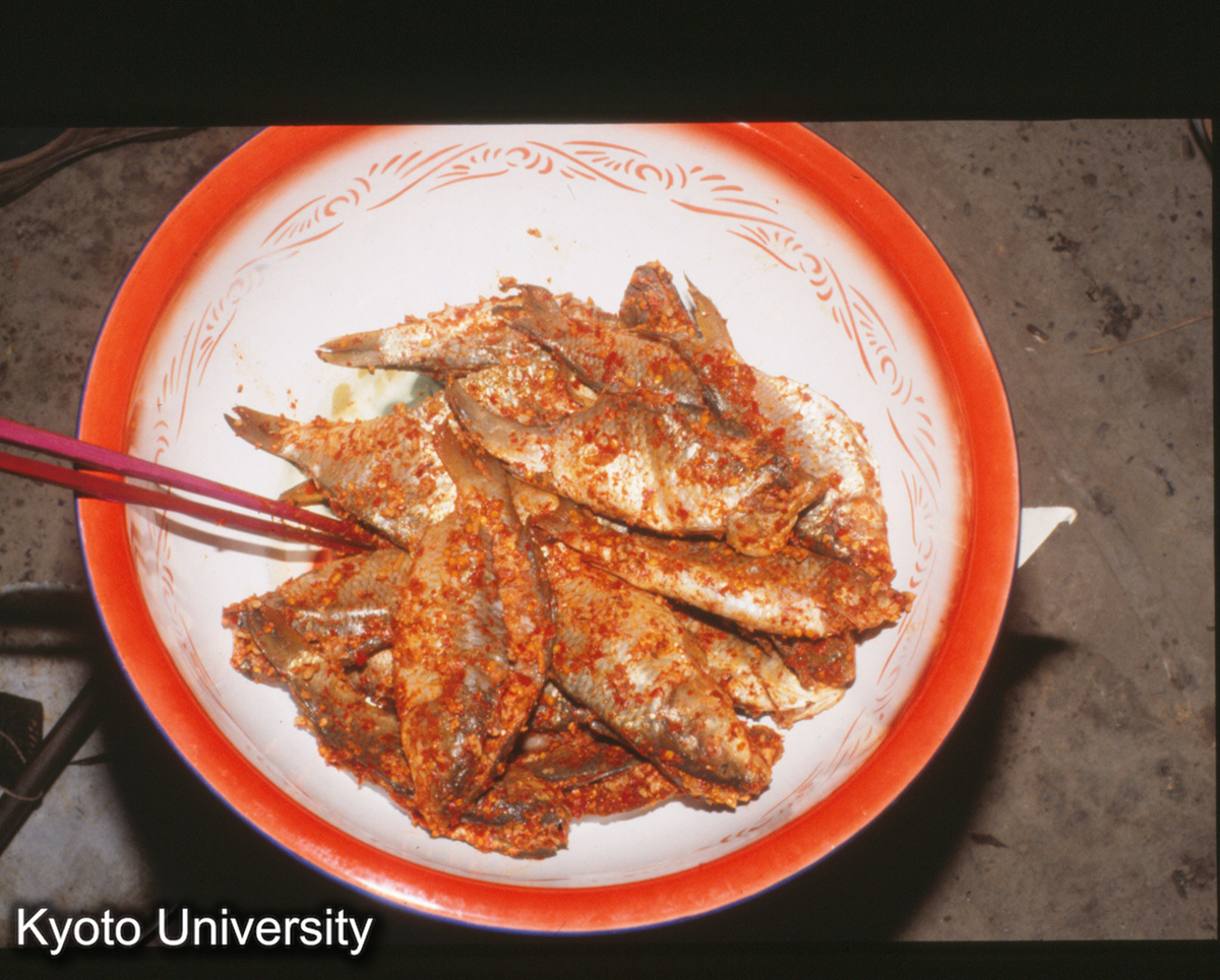 1055_ナレズシ 錦屏県城 三江錦 (1)