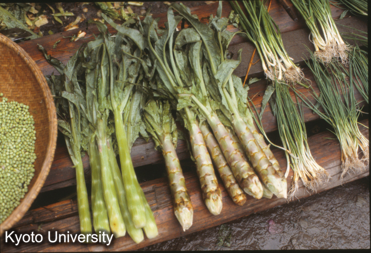 1066_萵筝 錦屏 (1)