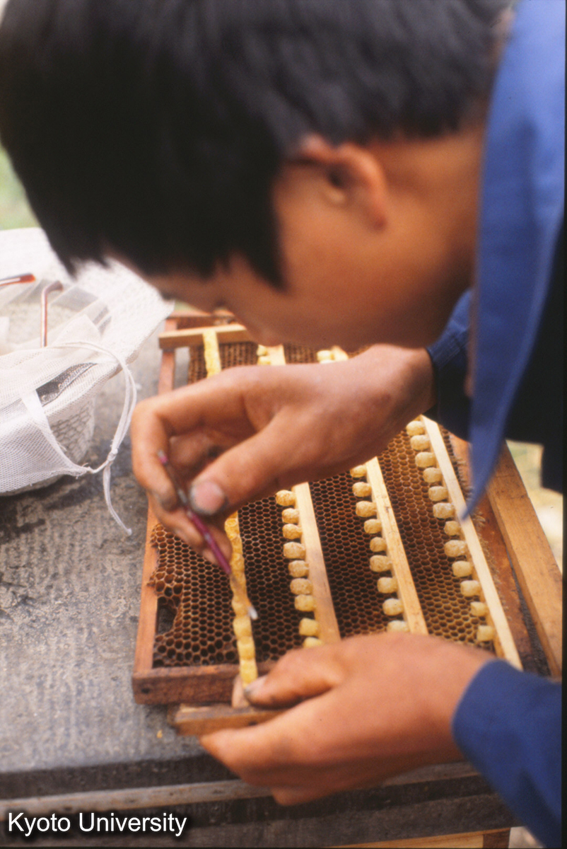 1409_炉山 養蜂 (1)